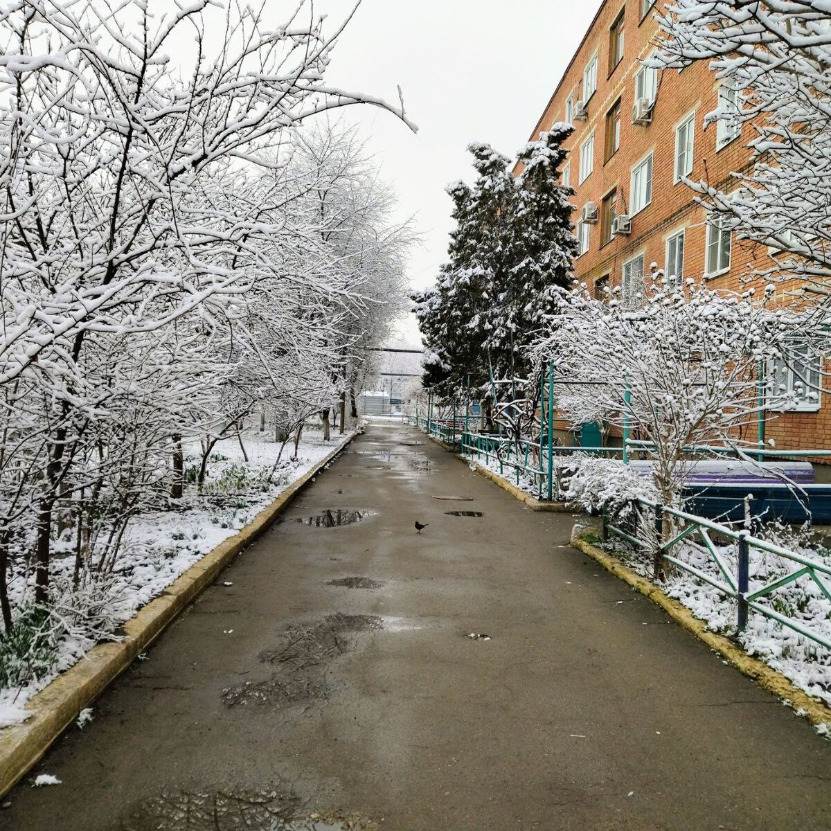 Всю ночь шёл снег, а утром вот такая красота.