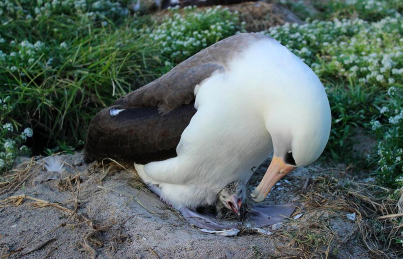 Альбатрос Мудрость со своим птенцом, появившимся в 2014-м году. Фотография USFWS - Pacific Region.
