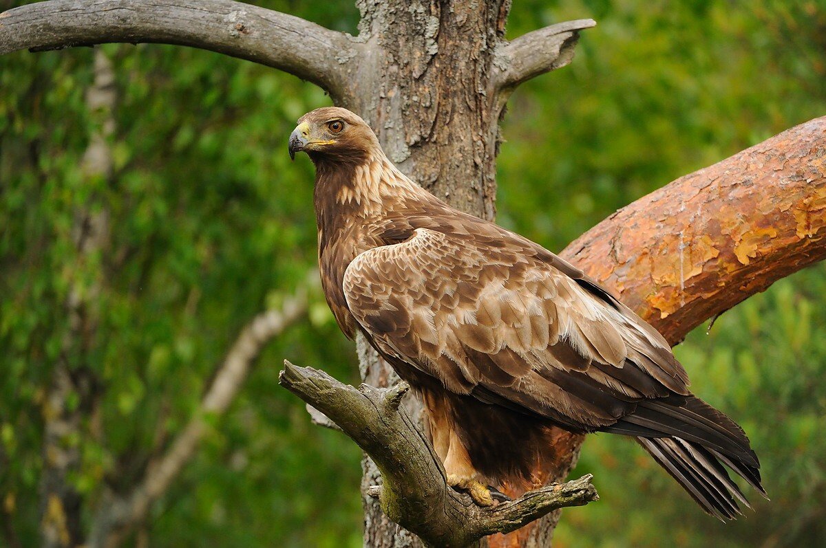 Большие птицы названия. Беркут Aquila chrysaetos. Хищные птицы орёл Беркут. Беркут Aquila chrysaetos (Linnaeus, 1758). Восточно Сибирский Беркут.