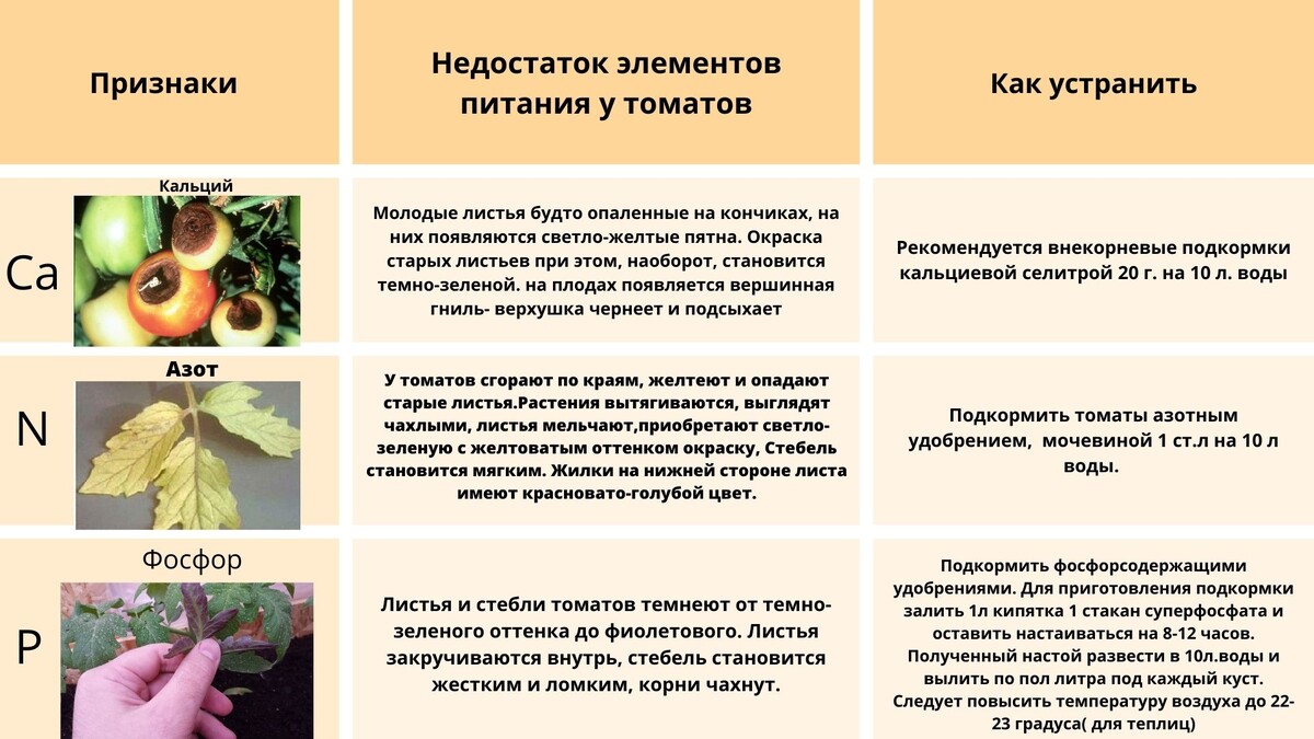 Недостаток азота у томата проявляется в ограничении роста. Растения приобретают веретенообразный габитус. Старые листья становятся светло-зелеными, а впоследствии желтеют.  У томата при недостатке фосфора в фазе рассады появляются фиолетовые листья, отходящие от стебля под острым углом. У взрослых растений замедляется рост, листья темно-зеленые, с переходящим в красноватый, темный, почти черный цвет у засыхающих листьев. Цветение задерживается. Стебель тонкий. Фосфорное голодание часто встречается тоже в рассадный период, когда умудренные овощеводы начинают закалять свою рассаду. При этом стебель и листья приобретают характерный фиолетово-синий оттенок. 