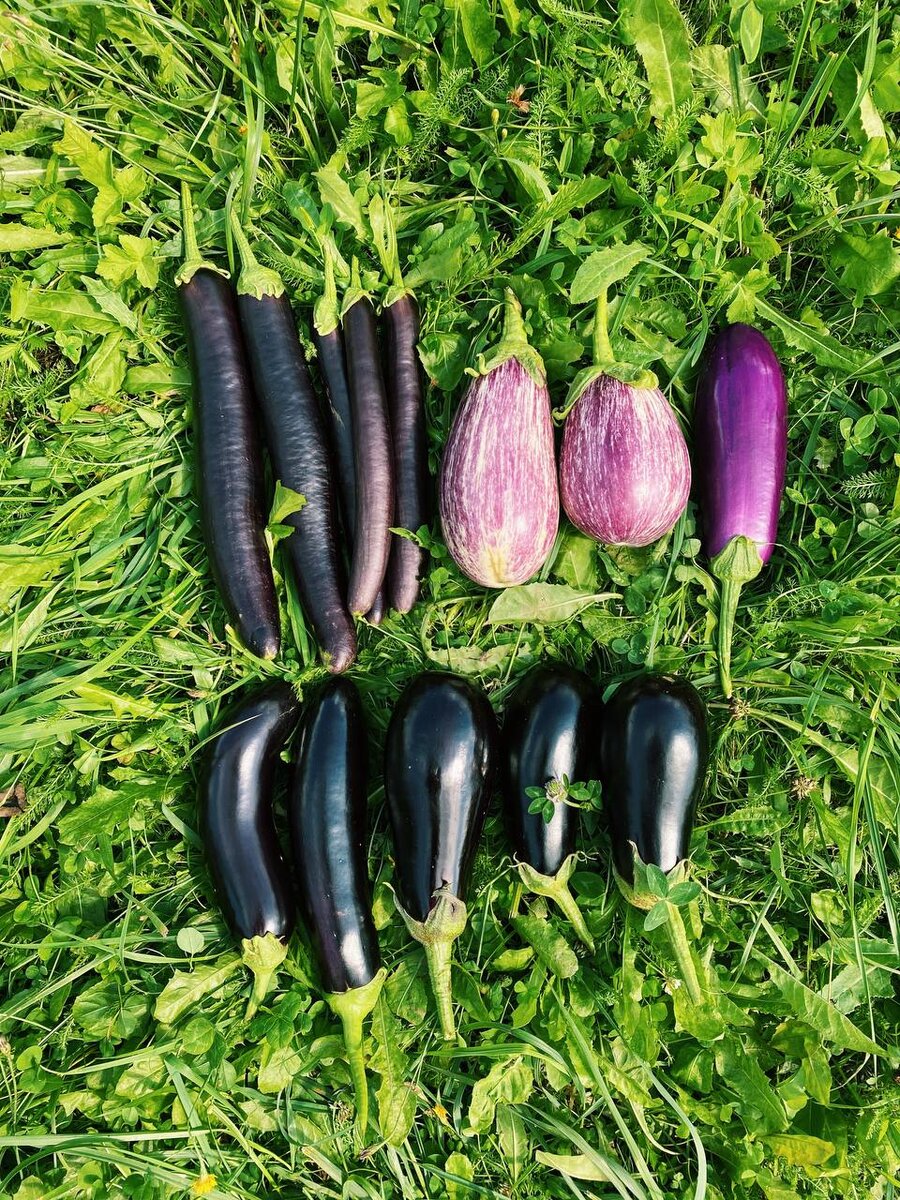 Прошлогодний урожай: Халиф, Матросики, что-то фиолетовое недозревшее, Мария, Андрюша / 2021