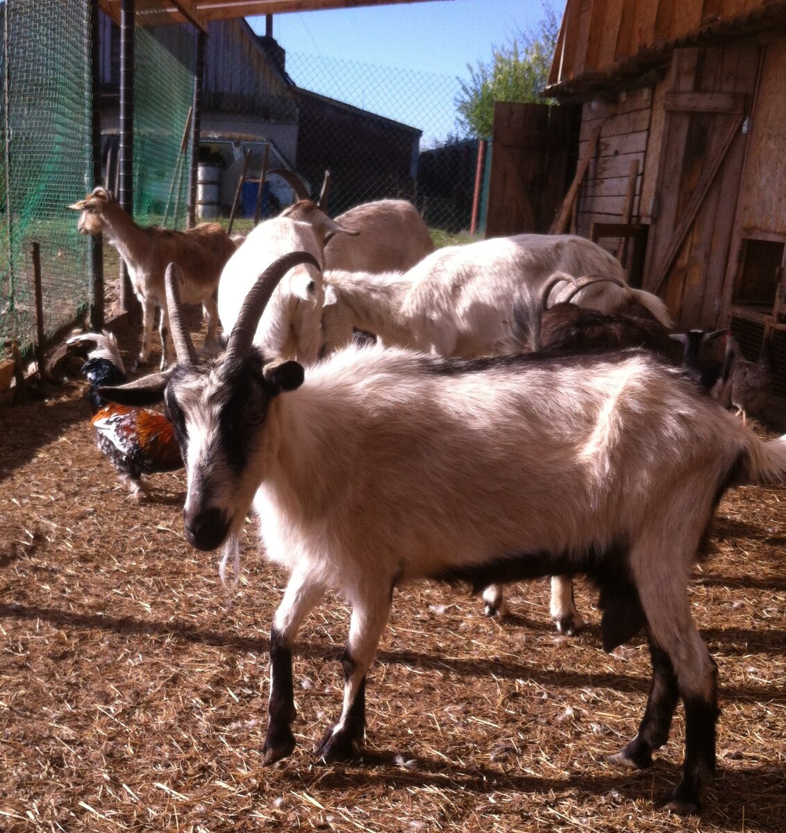 Крытый выгул для наших козочек