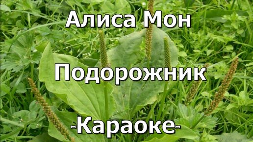 Подорожник мон слушать