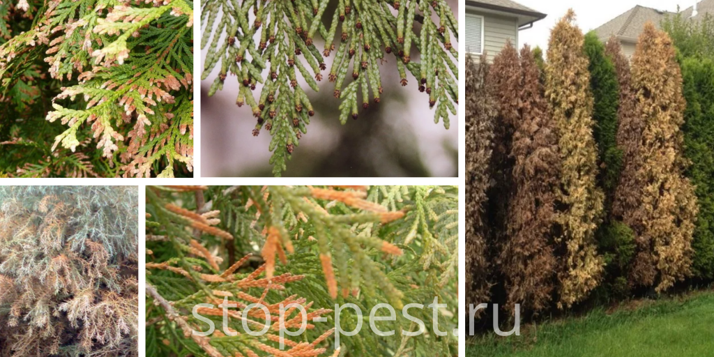 Пожелтение хвойных, фото сайта https://stop-pest.ru