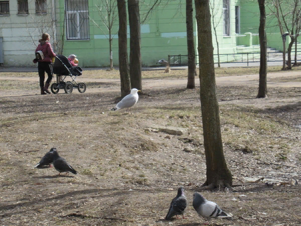 Во двор прилетела чайка..Села  на холмик.. Бесстрашная какая!! Голуби удивлены...