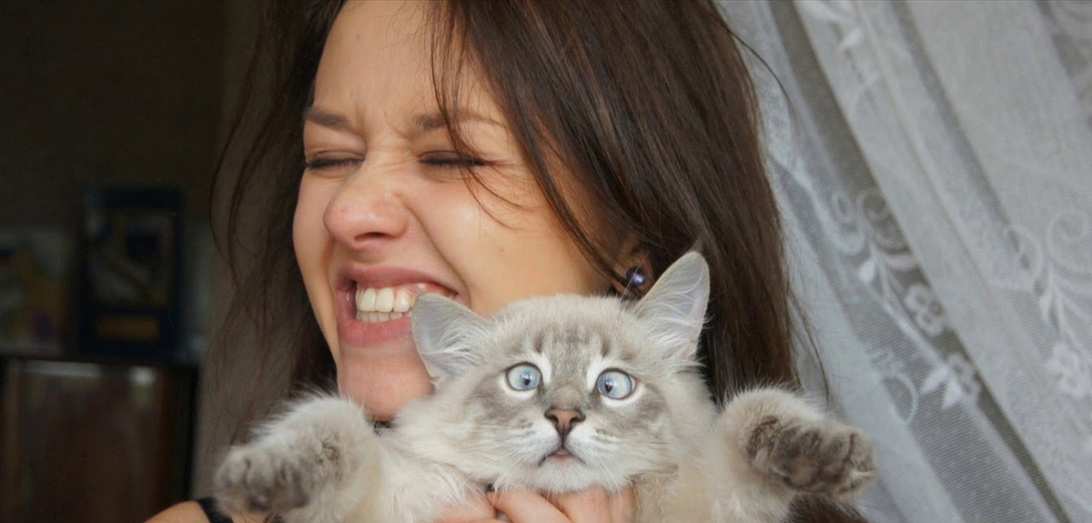  кот, приколы про кошек, смешные видео про животных, лучшие приколы, тест на психику