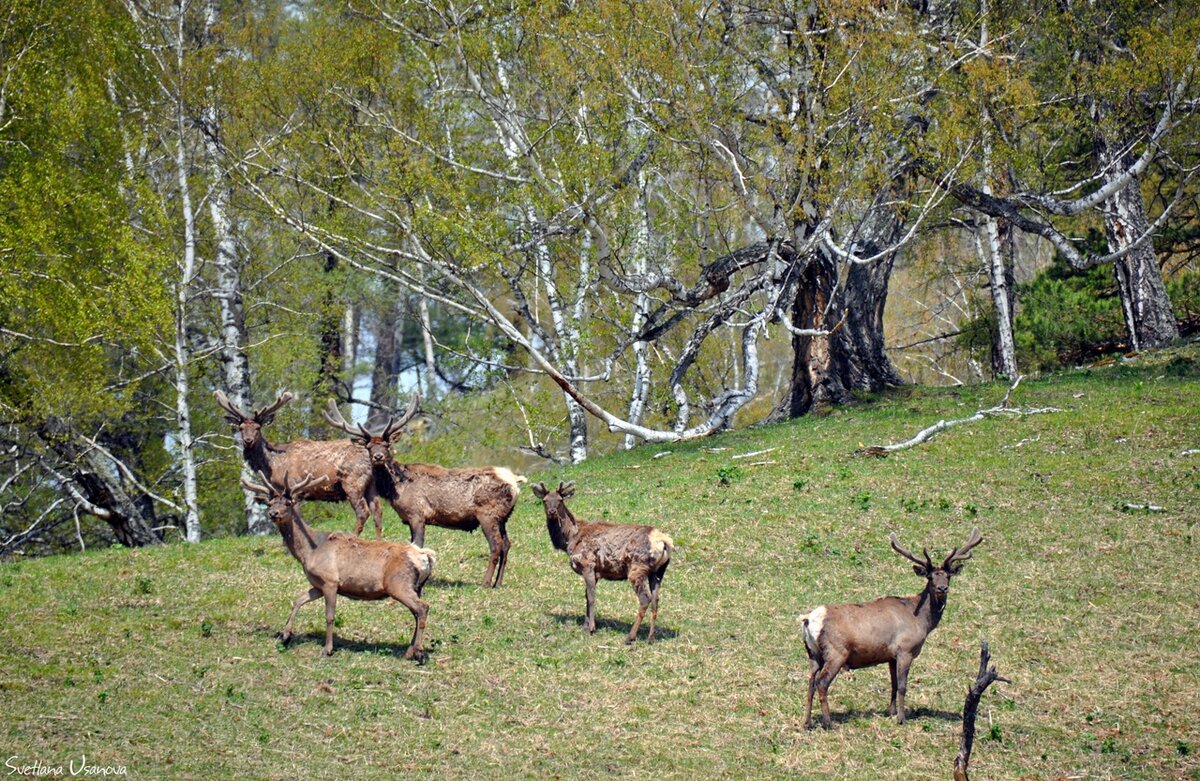 сибирский олень изюбр. благородный олень изюбрь. олени в сибири. изюбрь дальневосточный. американский белохвостый олень.