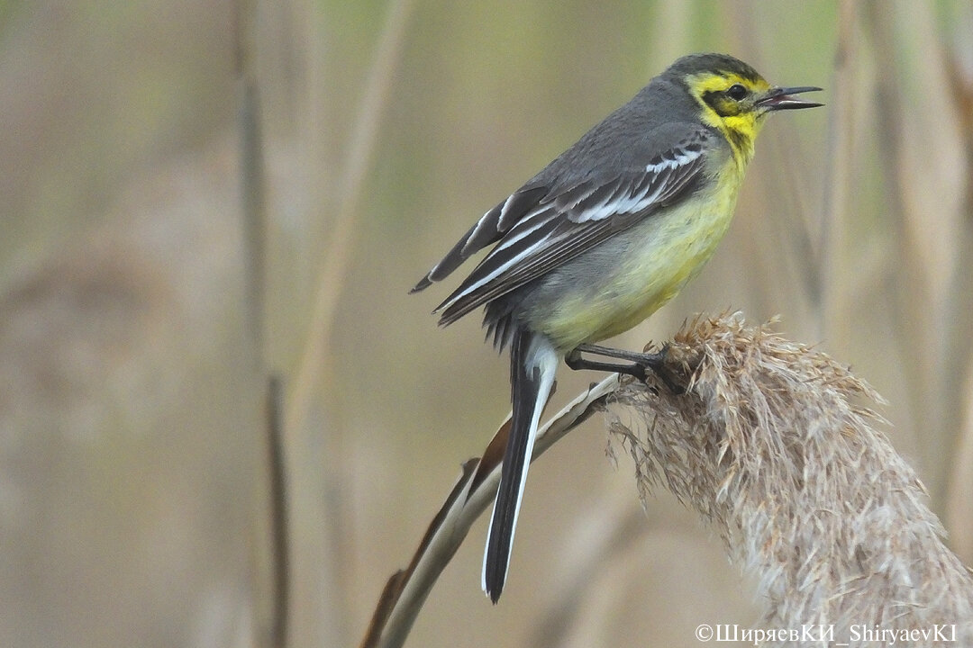ЖЁЛТАЯ  ТРЯСОГУЗКА тоже качалась на качелях.