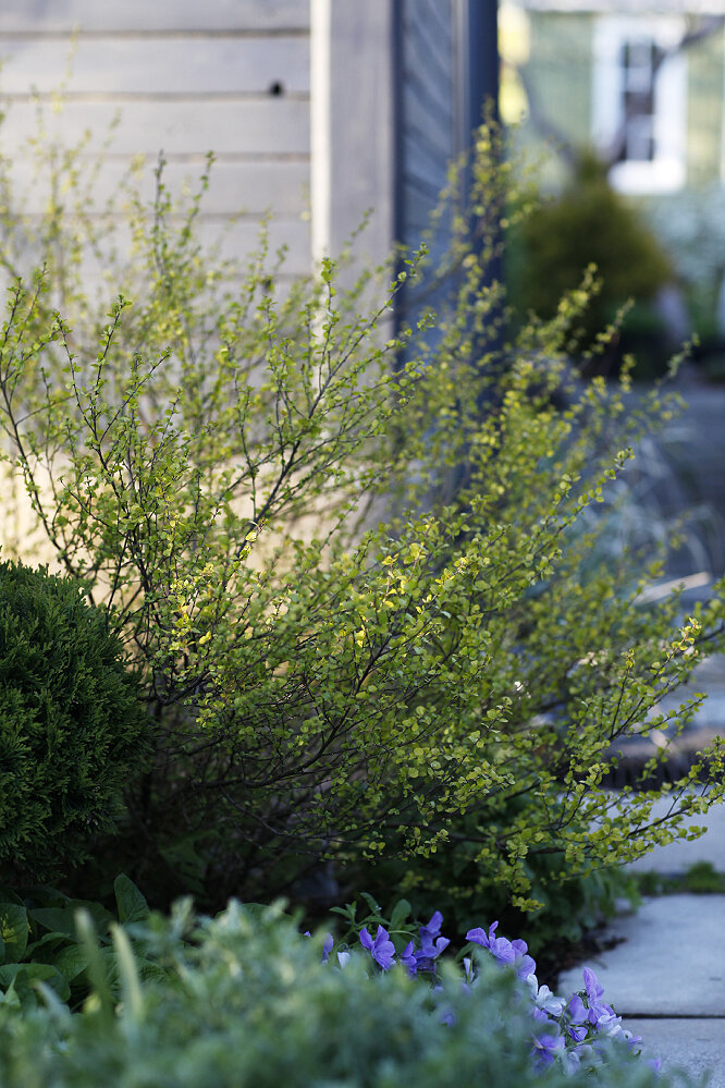 Береза Голден Треже