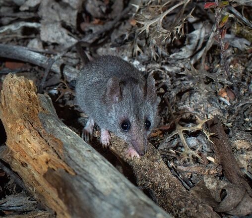 Сумчатая мышь Айткена (Sminthopsis aitkeni). Фотография Brad Leue, Australian Wildlife Conservancy/AWC.