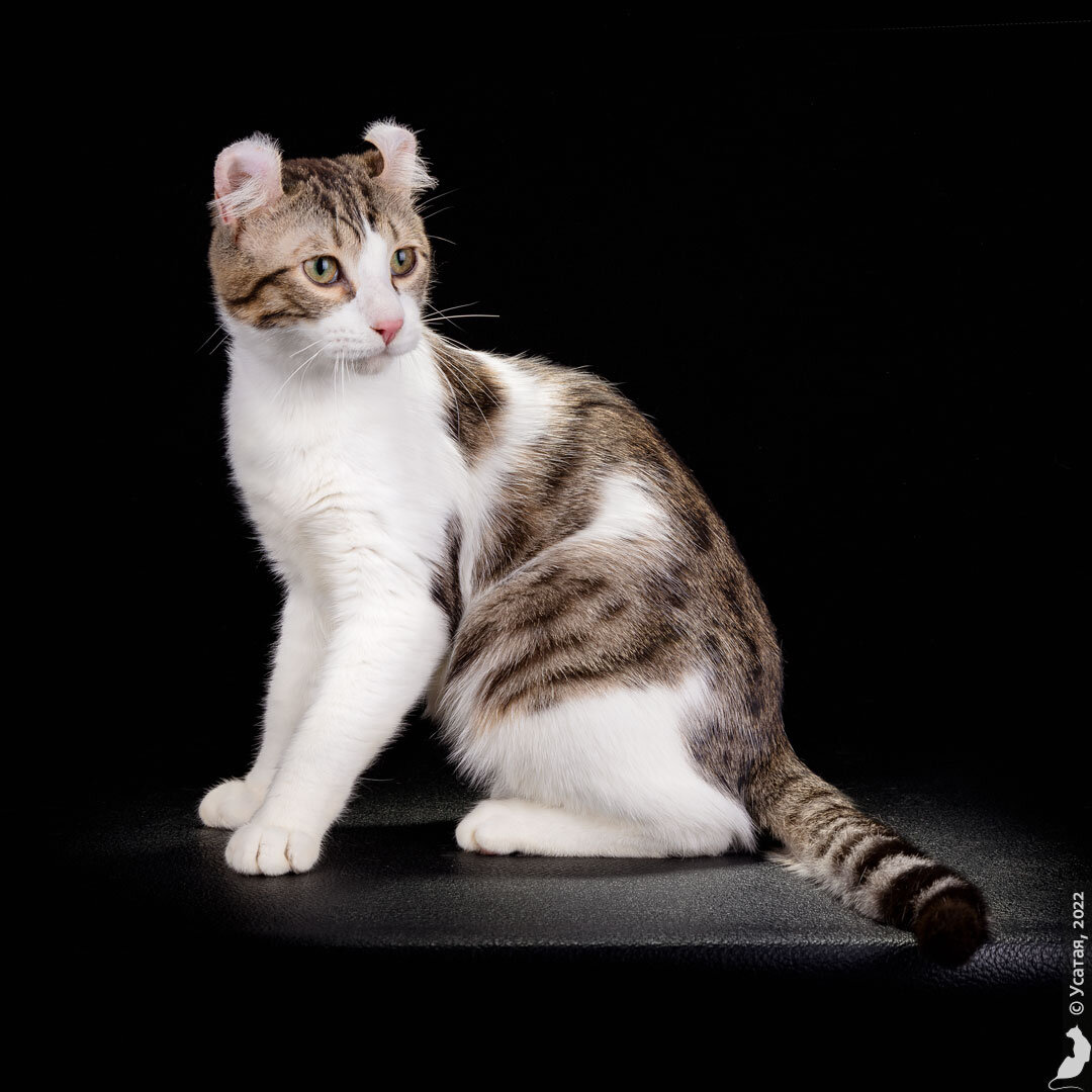 GC Russicats Crasy Spot