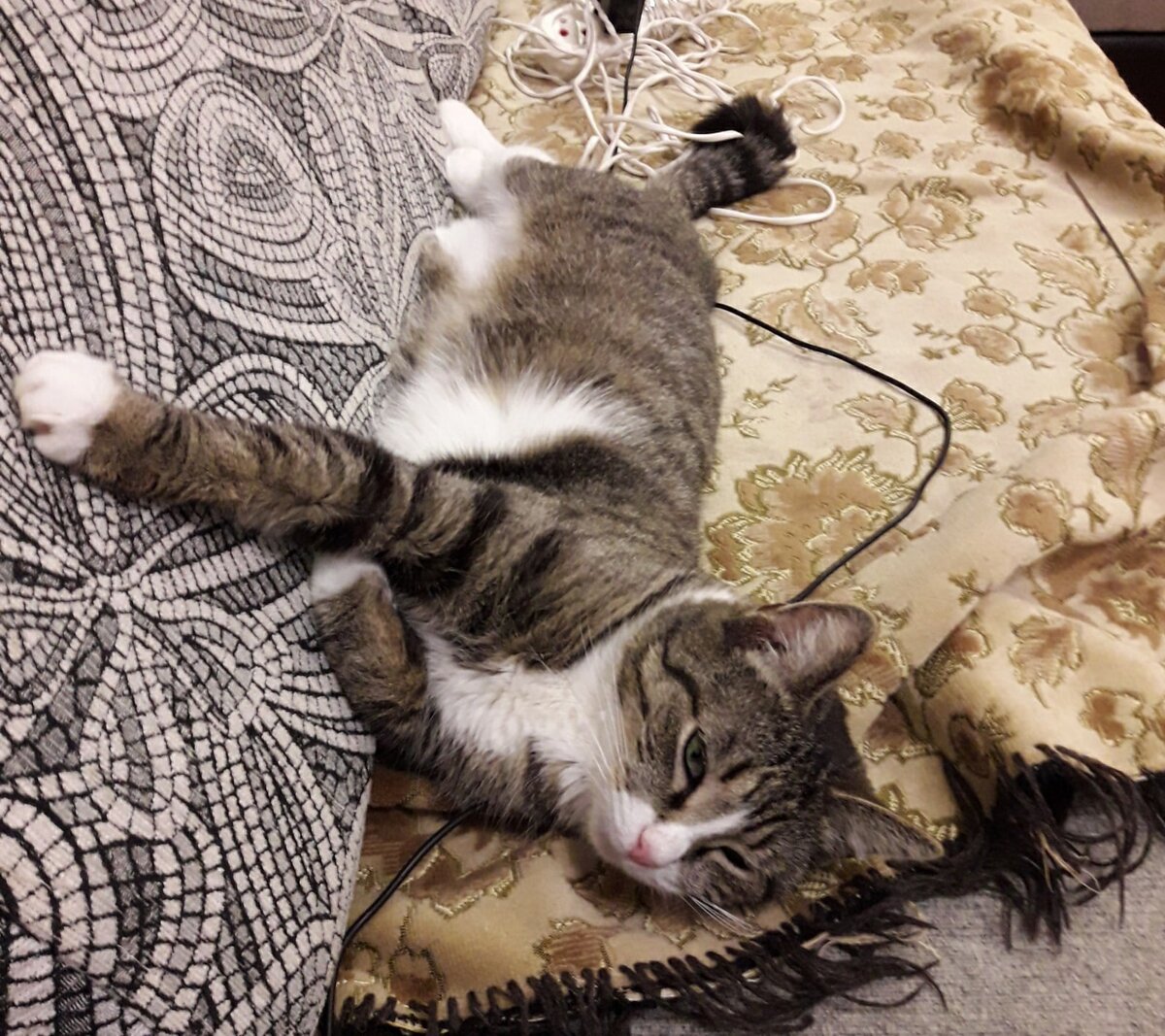 Фото из дома. Кошка Липа 😻🐾
