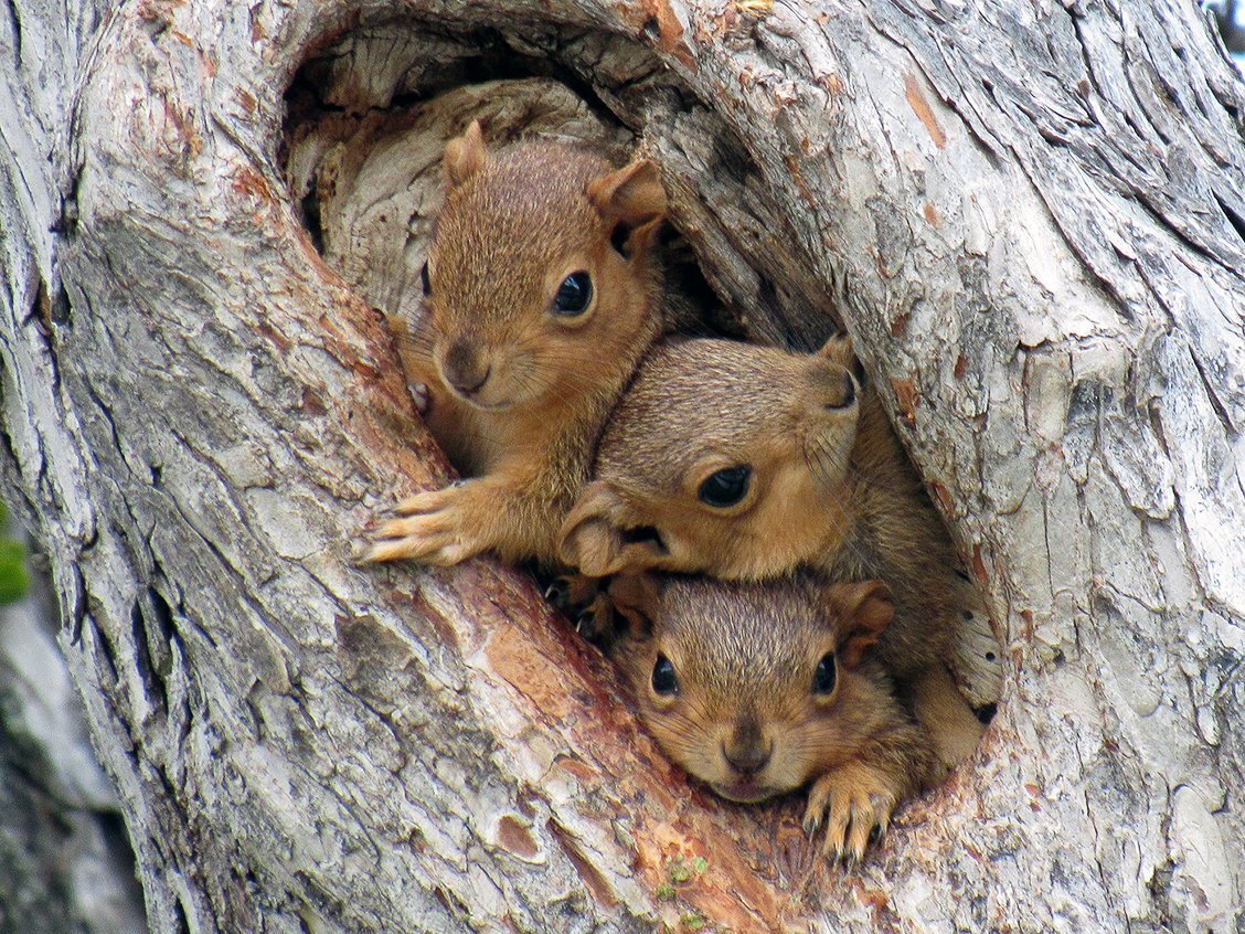 Кормушка для белки своими руками 