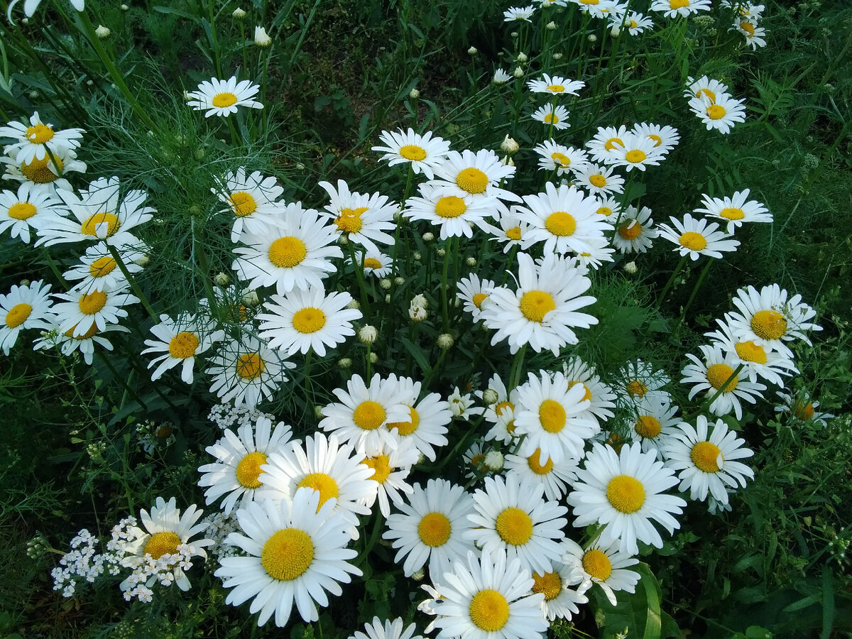 Каждая ромашка - маленькое Солнышко. Очень люблю эти цветы. А какой ваш любимый цветок?