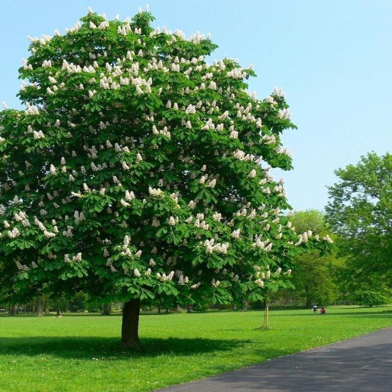 Конский каштан