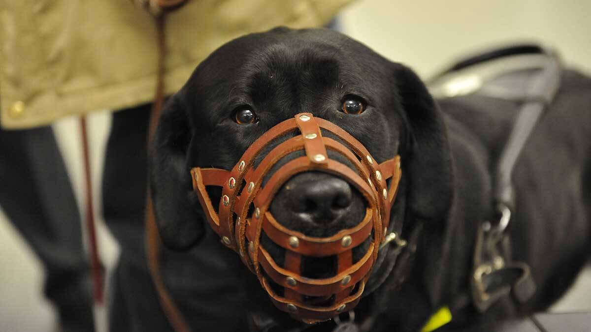    Фото: Александр Казаков / Вечерняя Москва