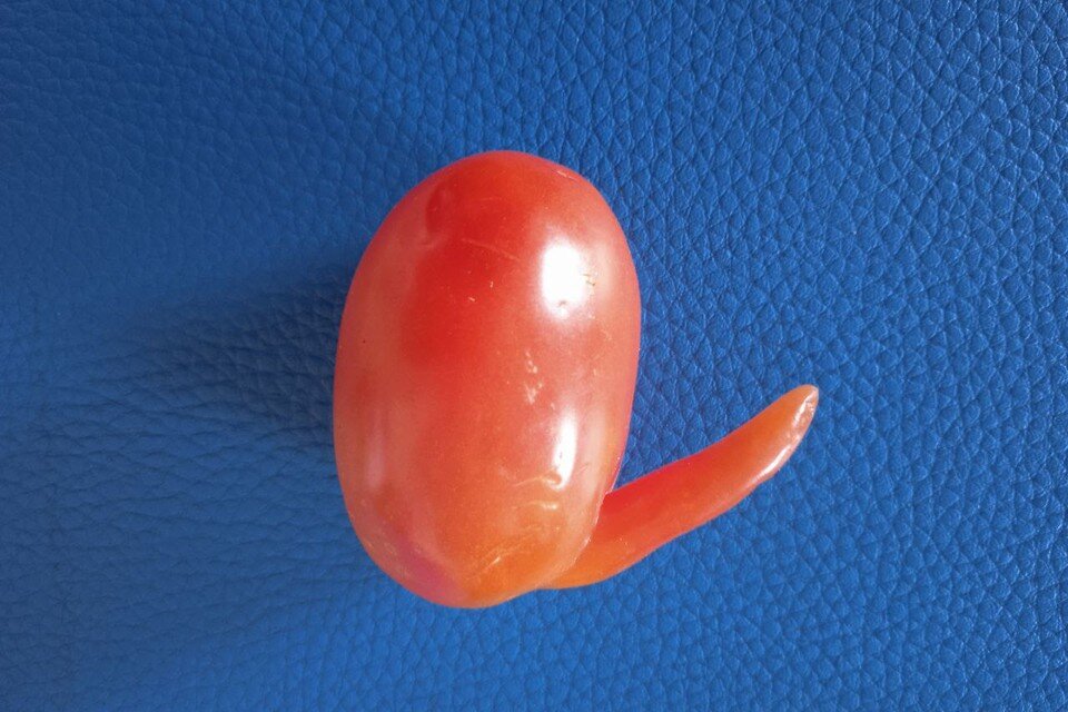     Если перевернуть фото, то кажется, что это большой нос  Татьяна ЗАСТРОЖНЫХ