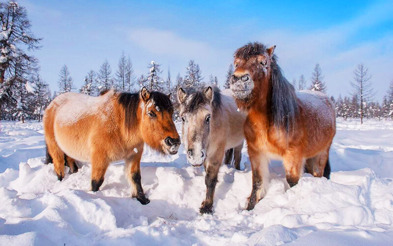 ФОТО: zhivotnovodstva.ru