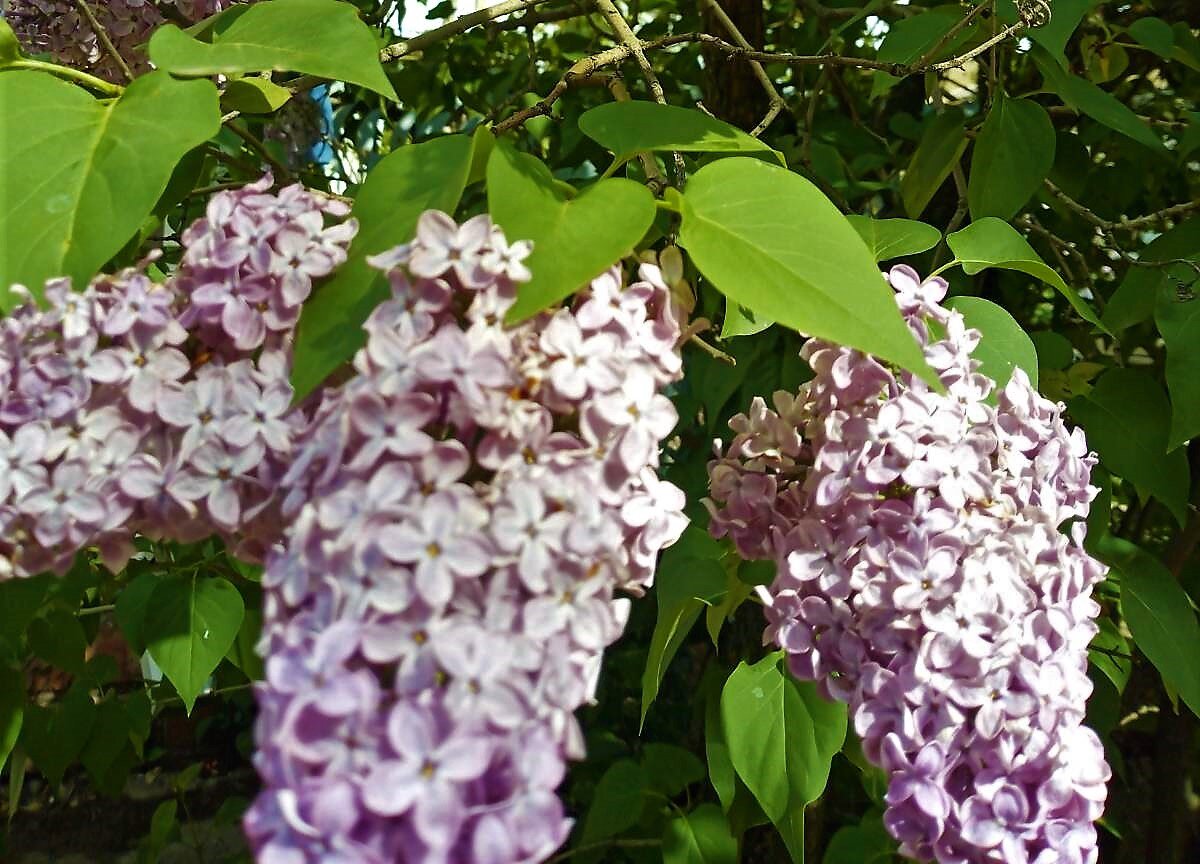 Фото автора канала *** Мама Лора***