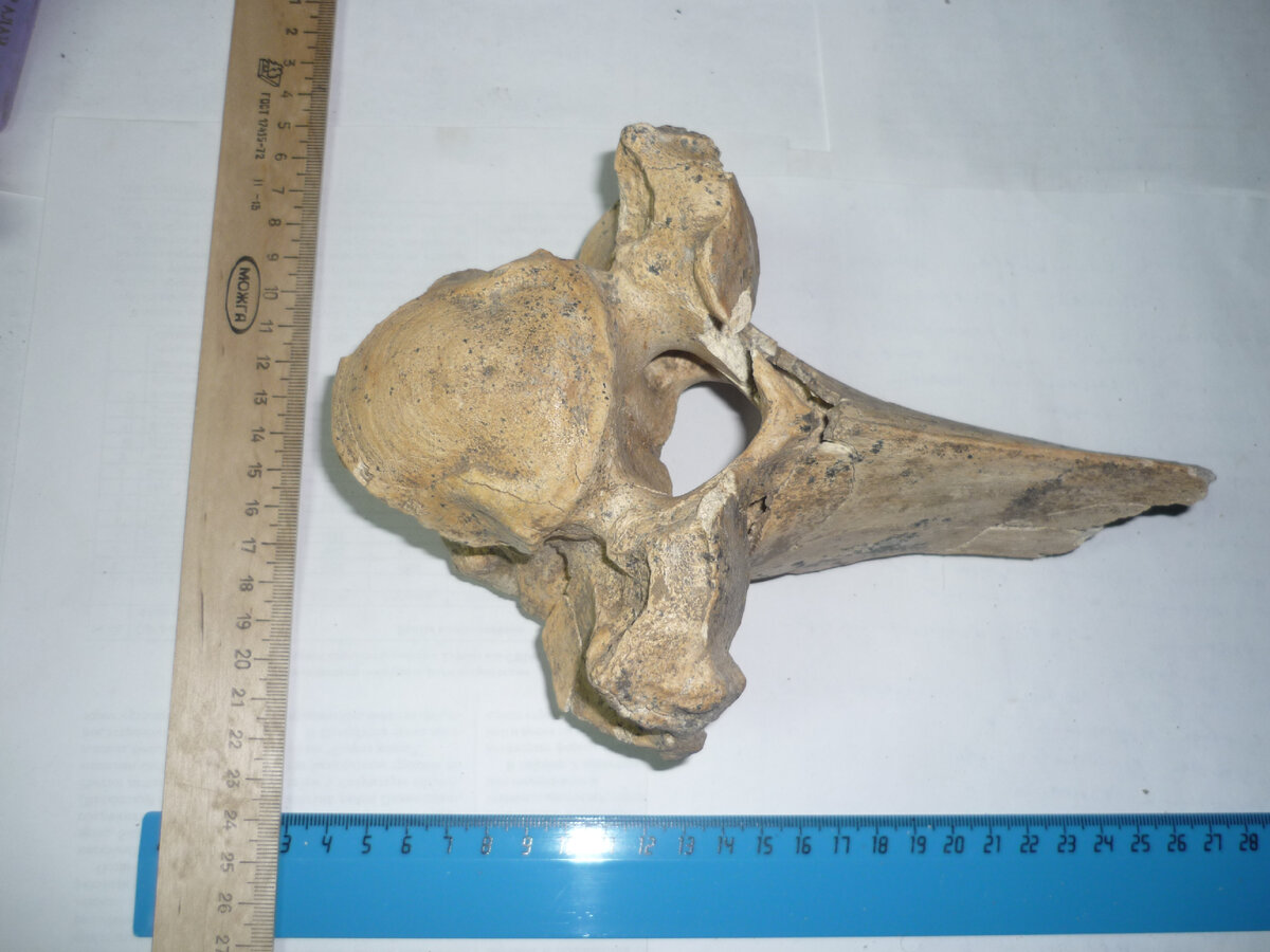 Шейные позвонки бизона. Найдены мною в окрестностях поселка Мирный