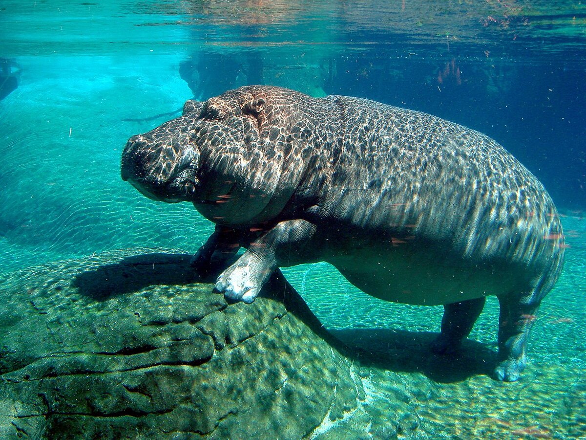 Каких животных больше всего. Hippopotamus gorgops. Ареал бегемотов. Ареал обитания бегемотов. Бегемот под водой.