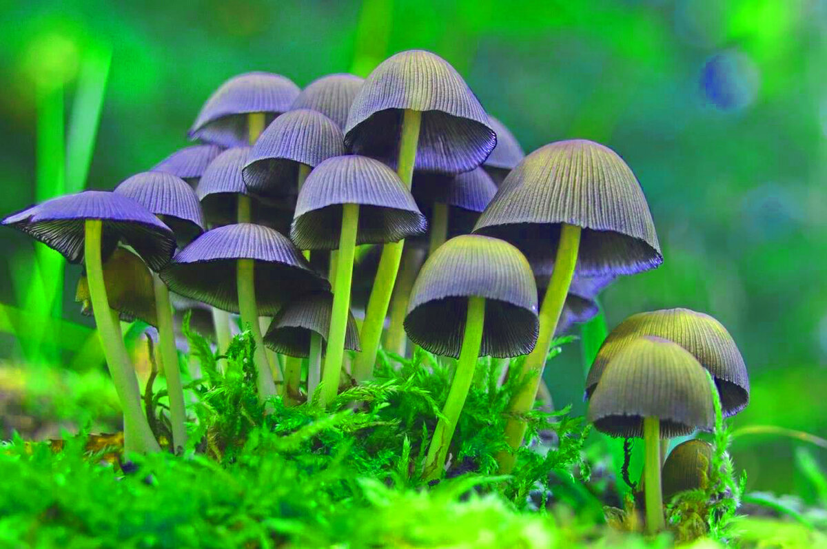 Яндекс картинки