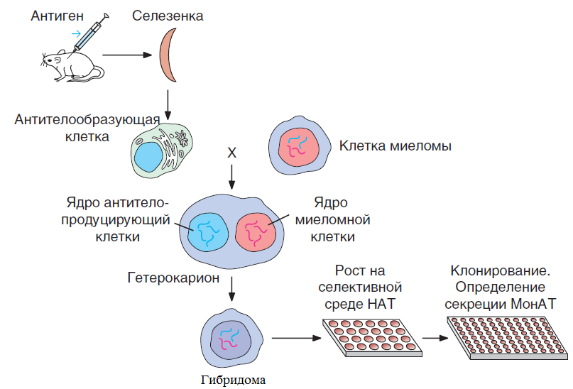 Гибридомная технология и моноклональные антитела презентация