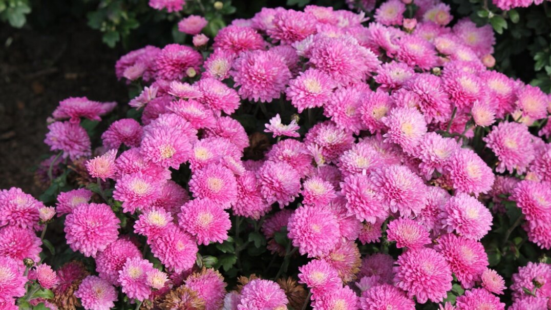 Хризантема садовая