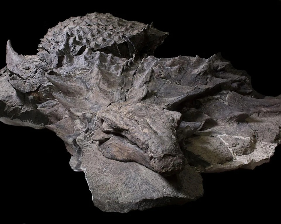 Образец динозавра Borealopelta в Королевском музее Тиррелла. На подготовку препаровку образца ушло примерно 7000 часов.