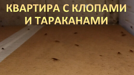 Уничтожение клопов и тараканов в квартире в Москве | ДезИнСити | Дзен