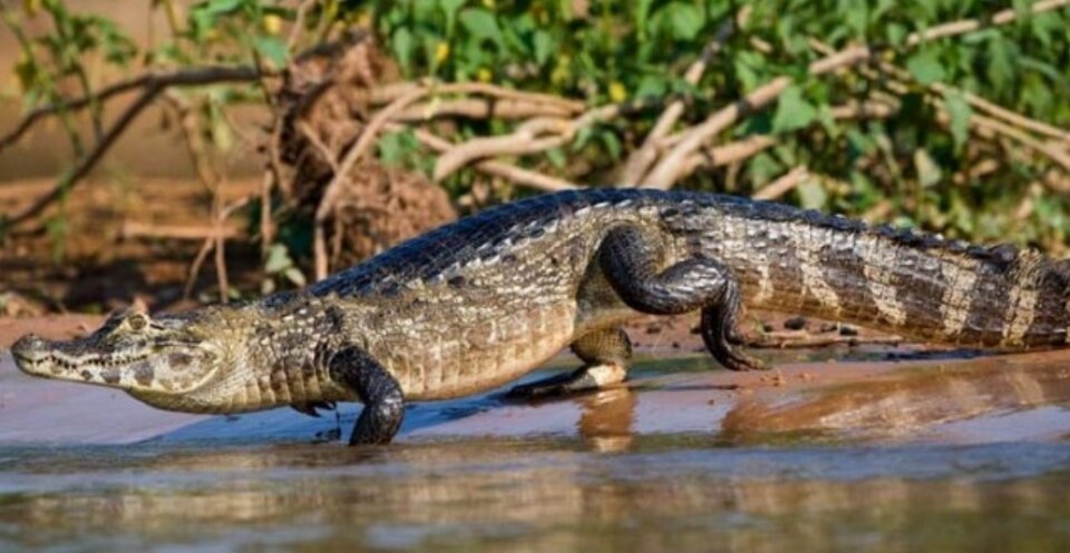 Они даже подходят к реке, крадучись
