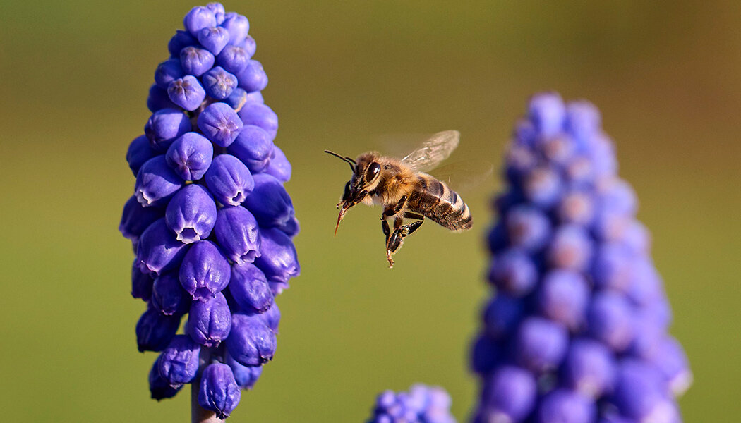 Unsplash | Продолжительность жизни медоносных пчёл уменьшилась вдвое 🐝