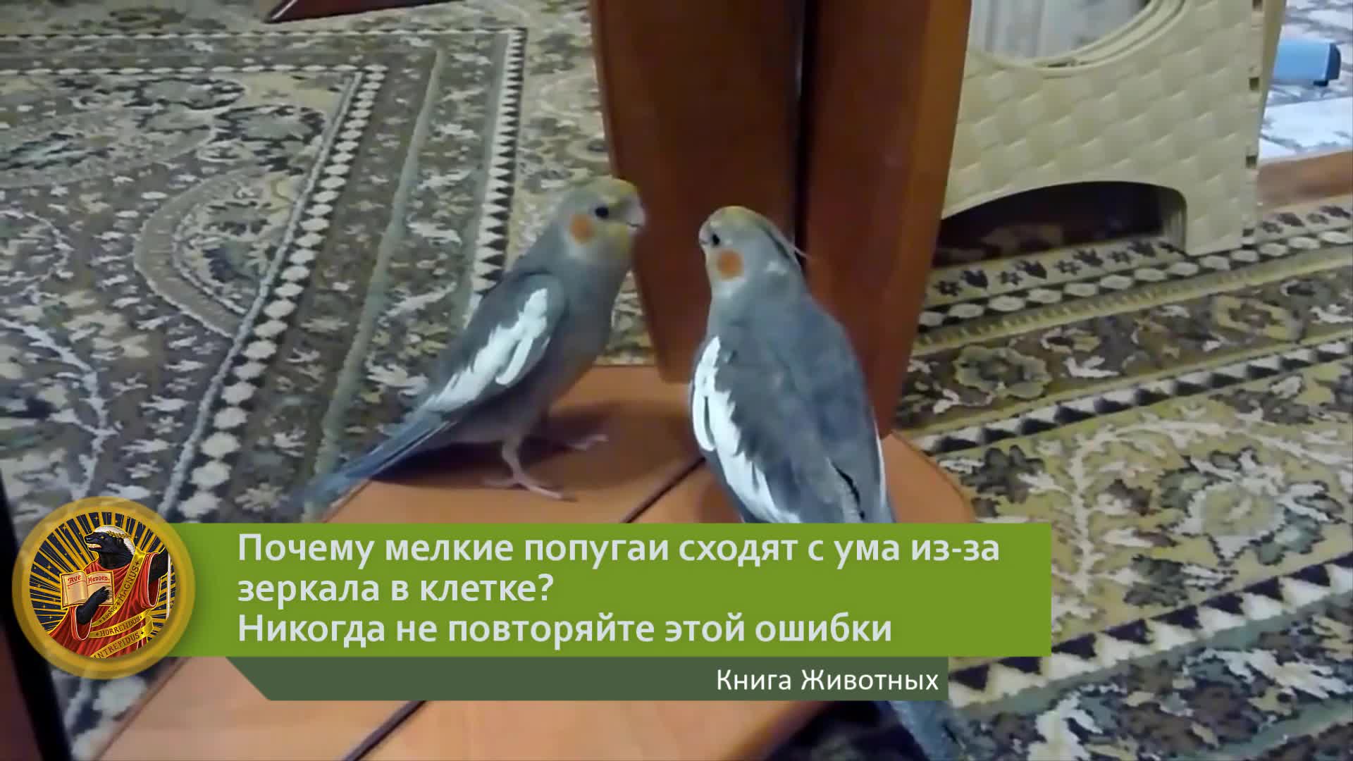 Почему мелкие попугаи сходят с ума из-за зеркала в клетке? Никогда не  повторяйте этой ошибки | Видео 🎥