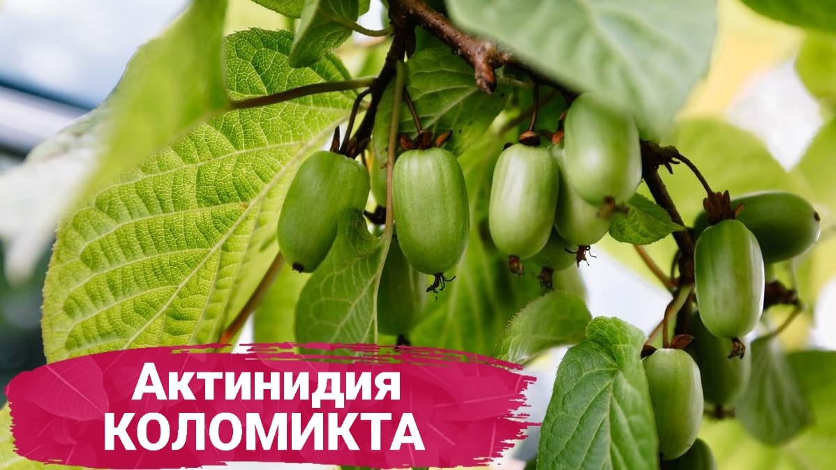 Актинидия Коломикта женская 489₽ https://rostok-pitomnik.ru
