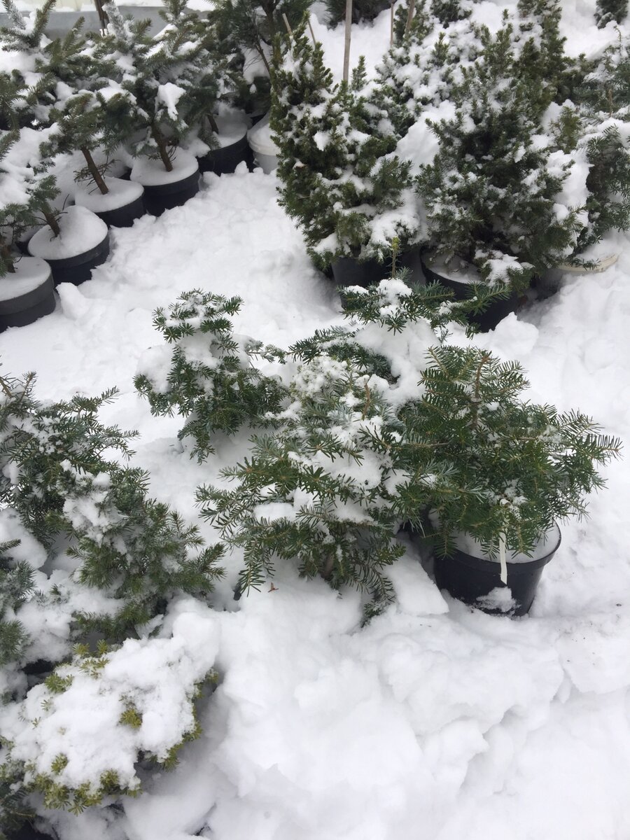 Так зимуют на площадке в контейнерах саженцы. Место площадки -тень. Фото сделано после первого снегопада. Позже все контейнеры более тесно составили и сейчас там просто один большой сугроб. Фото автора.