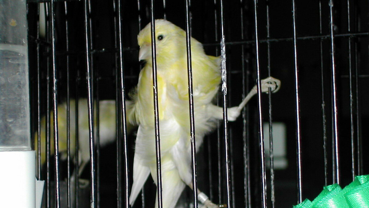     Животные жили рядом с человеком всегда. Это был взаимовыгодный симбиоз, если так можно выразиться. То есть домашнее животное обязательно должно было приносить человеку какую-то пользу, а за это хозяин предлагал братьям меньшим корм и приют.