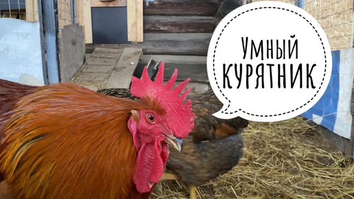 Курятники для кур несушек своими руками - как построить правильно!