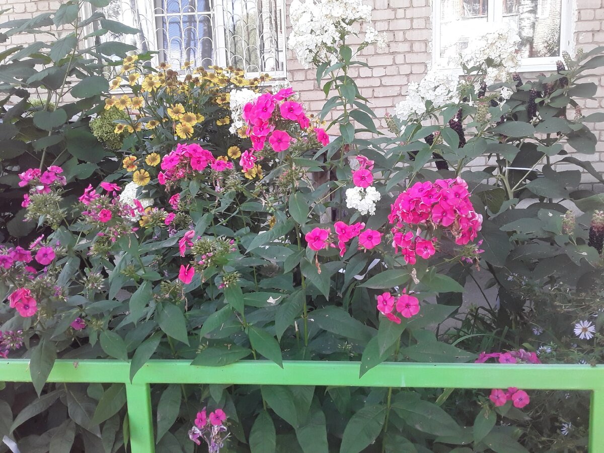 Чтобы вырастить флокс выше человека мне приходится убиваться на поливах и обработках