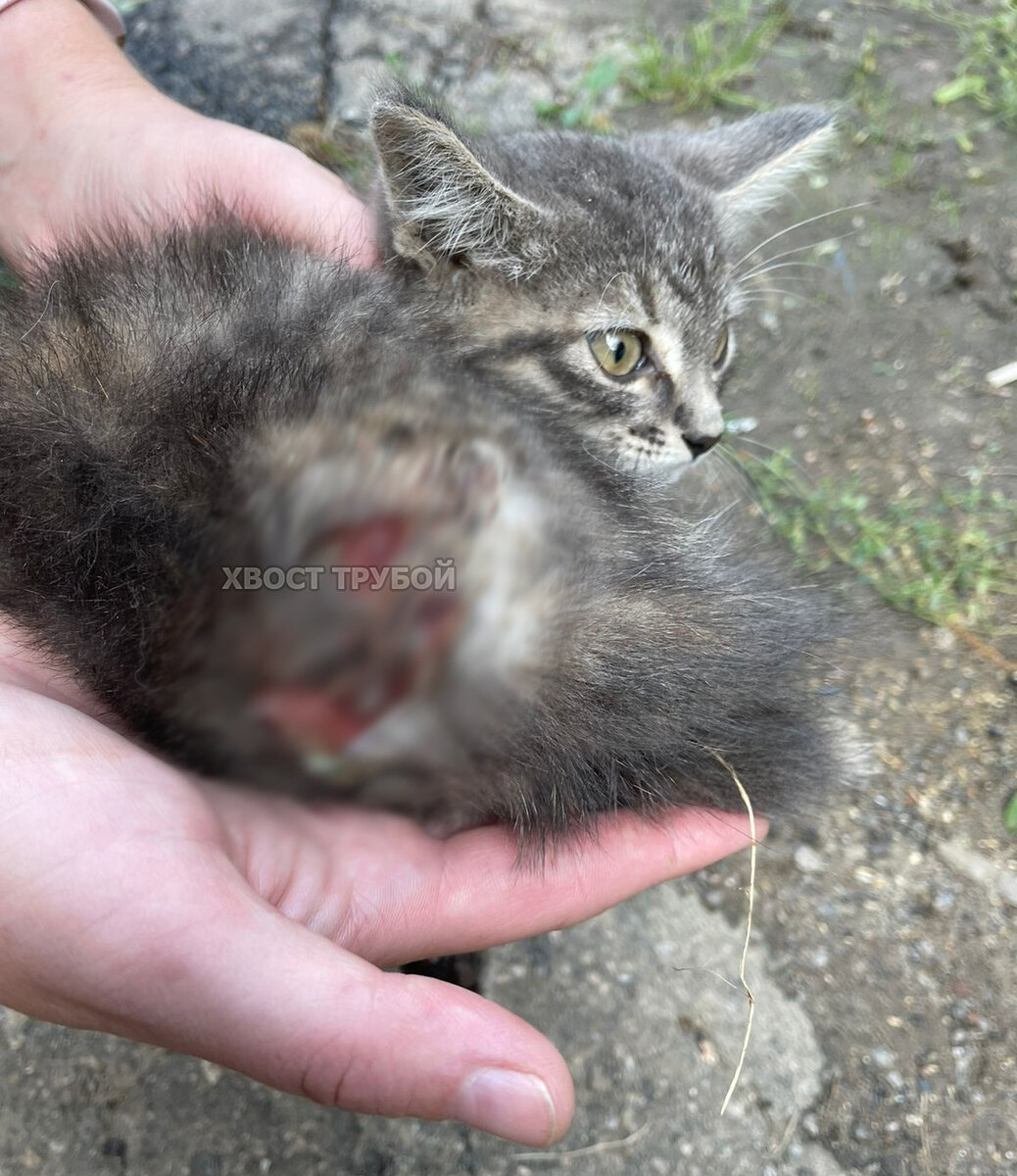 Взъерошенный котенок