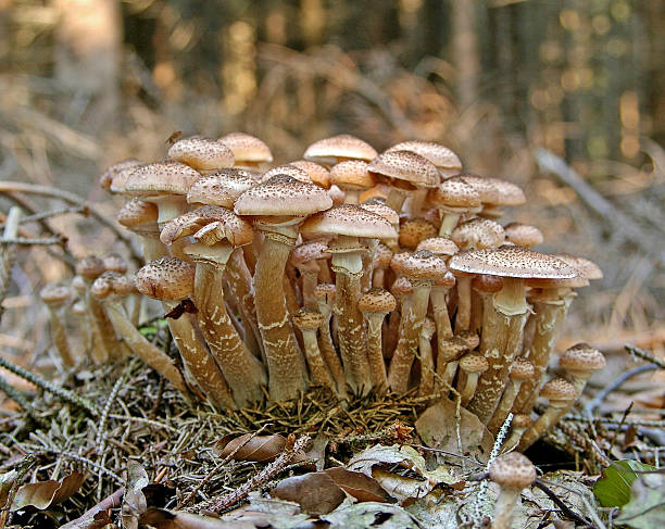 В лес осенний мы пошли, на полянке гриб нашли… Поделки из природного материала