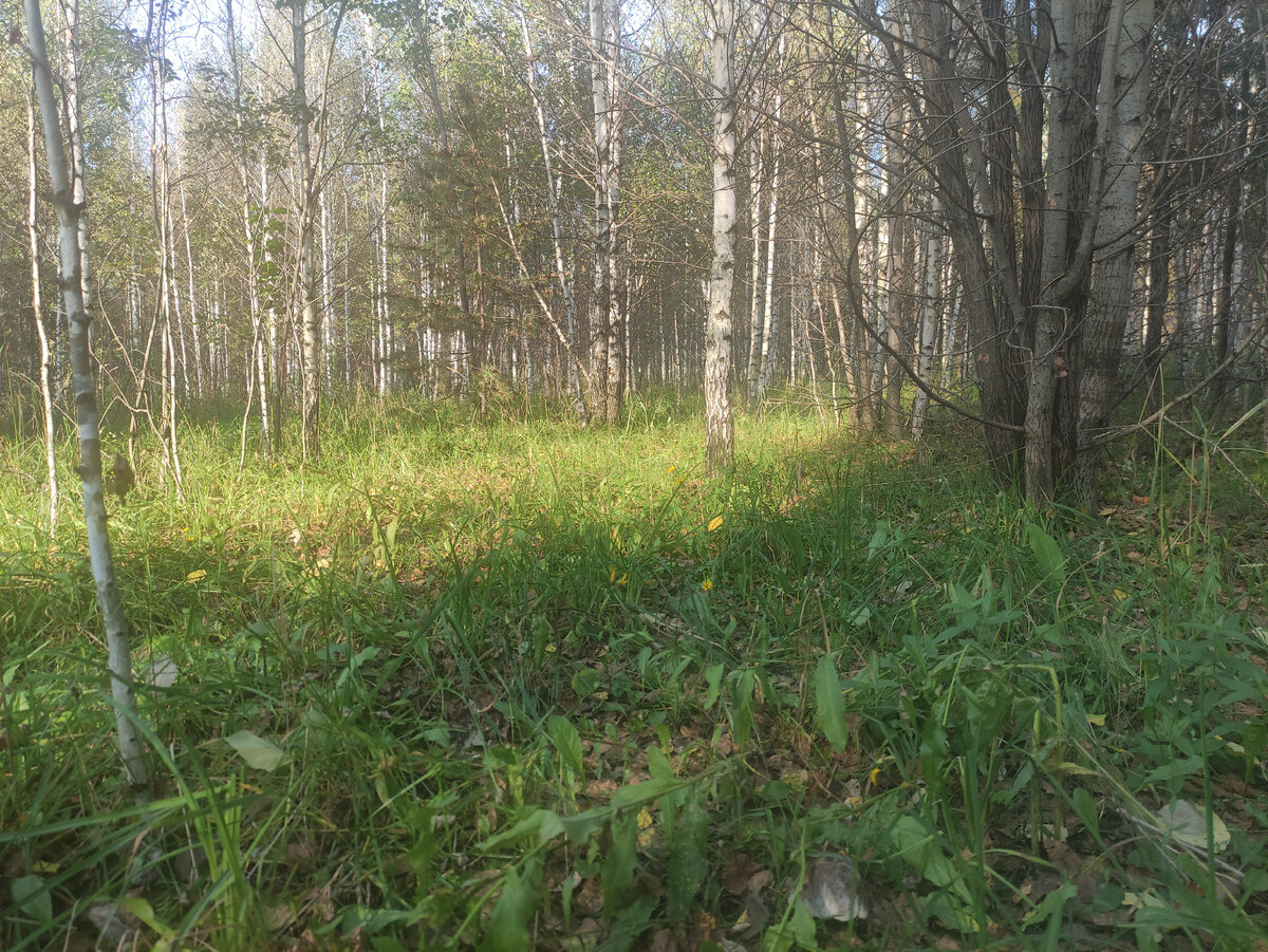 Травка зелёная