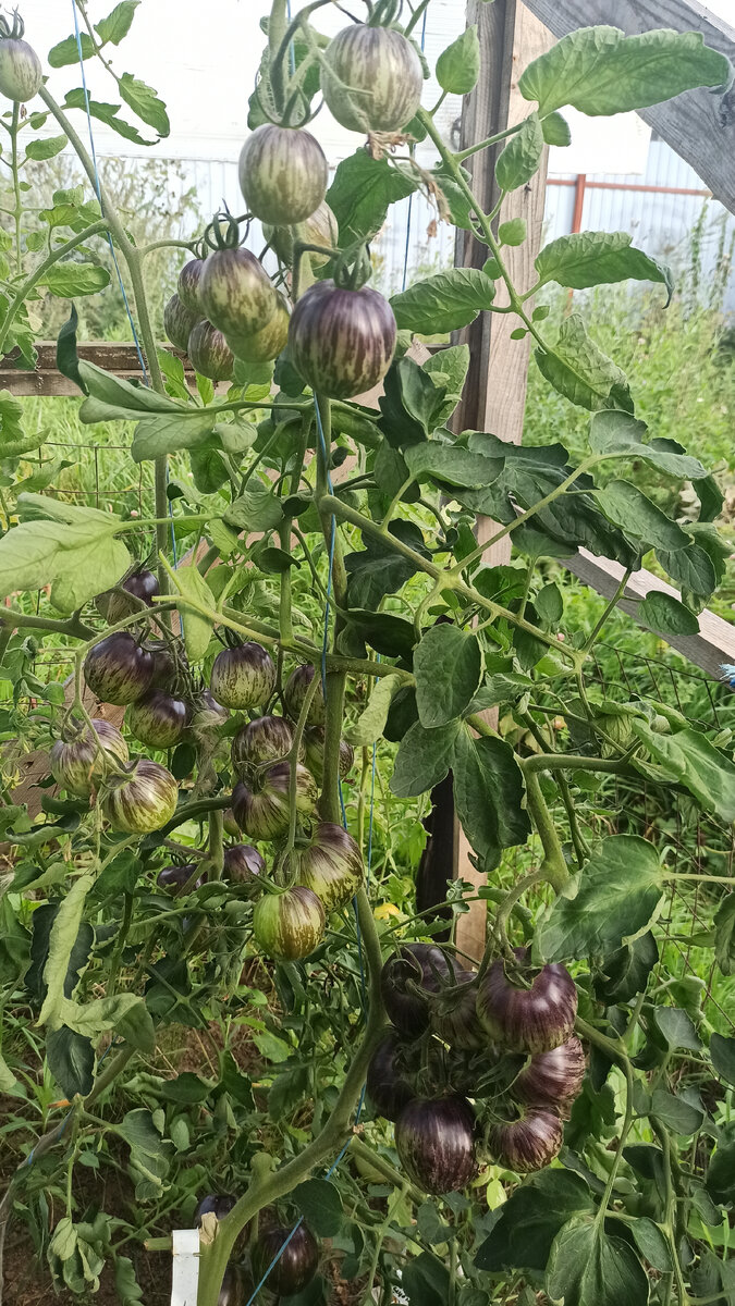 Никак не хочет зреть