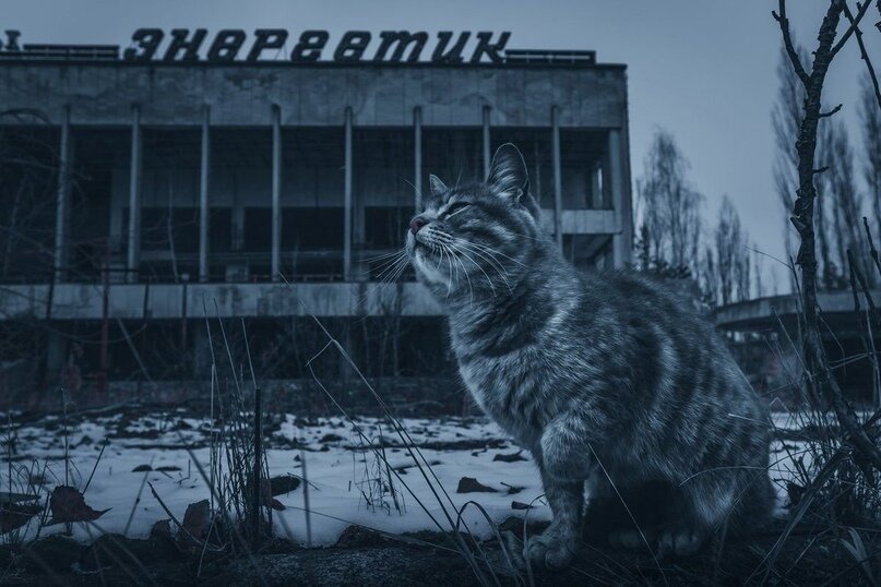 Как выглядят кошки в чернобыле Животные Чернобыля. Как им сейчас живется? Заметки зооработника Дзен