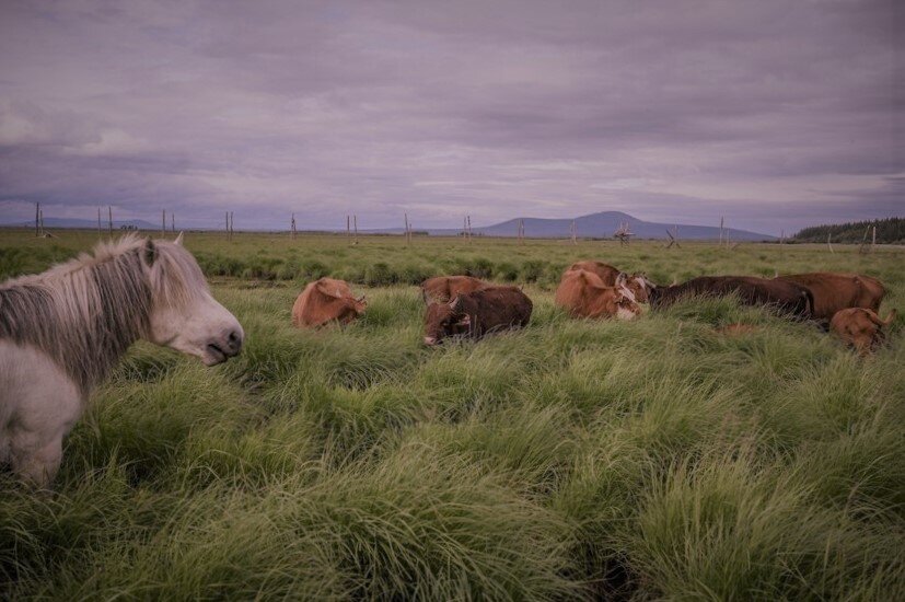 Плейстоценовые тундровые степи 