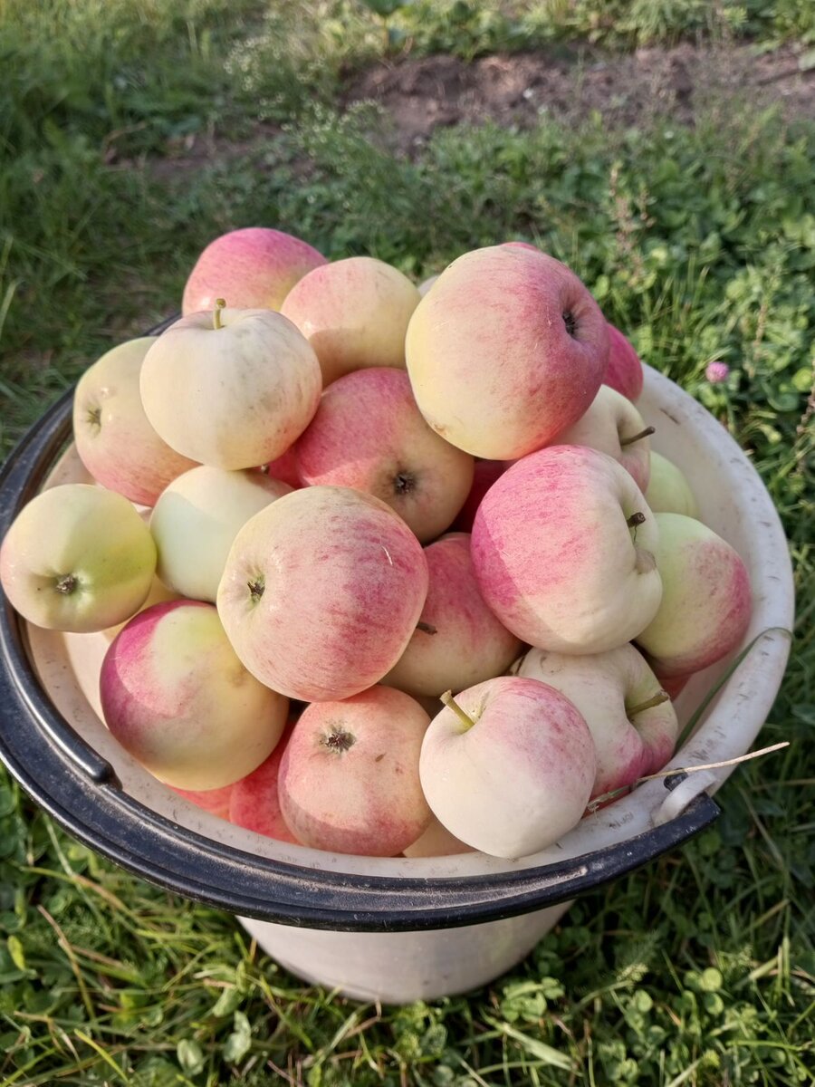 Мои. Большие на фотке получились, в самом деле они не такие уж и крупные.)