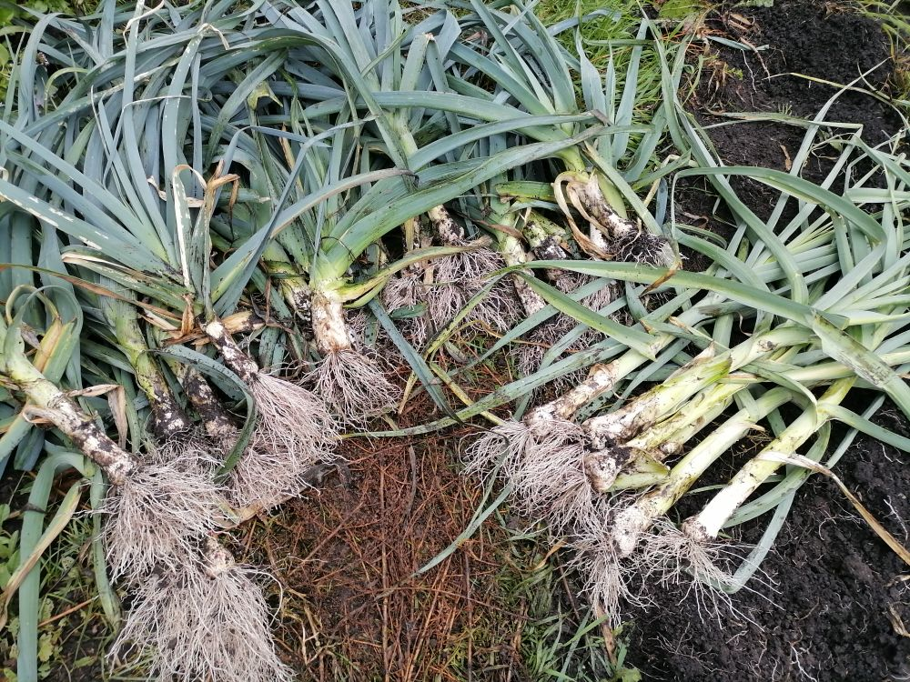 Мой первый урожай порея, тут разные сорта, поэтому и стебли разной длины и ширины