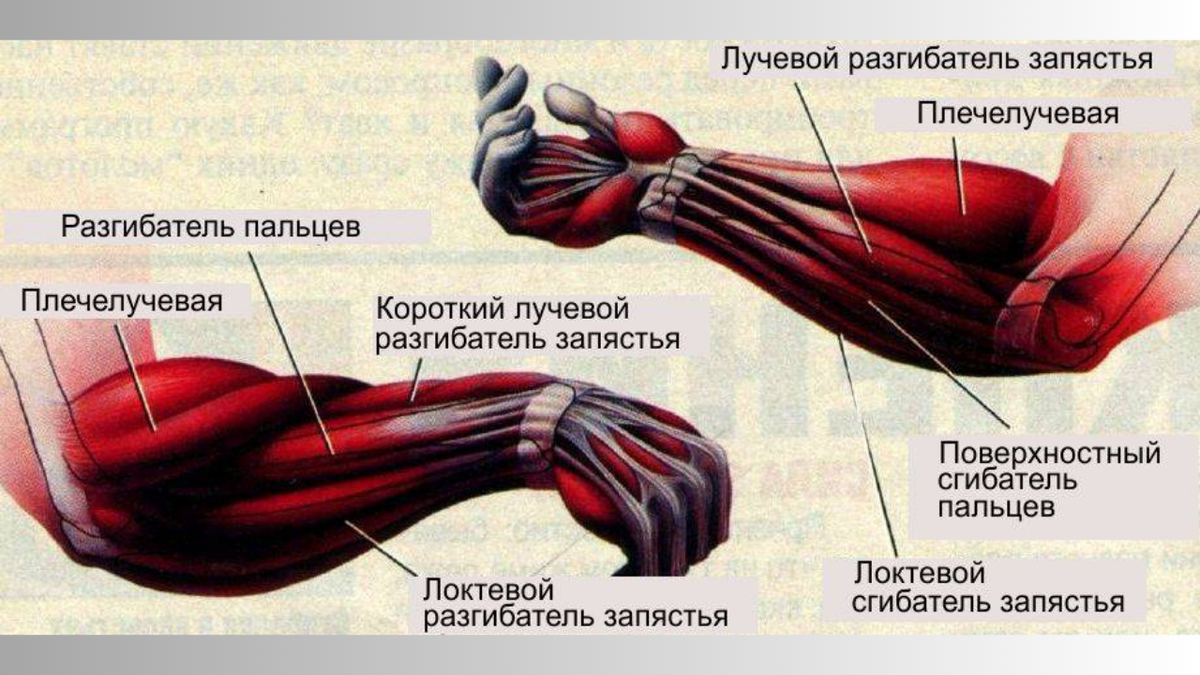 Мышца сгибатель. Мышцы сгибатели и разгибатели кисти. Мышцы сгибатели и разгибатели предплечья. Как прокачать лучевой сгибатель запястья. Мышцы руки сгибатели анатомия.