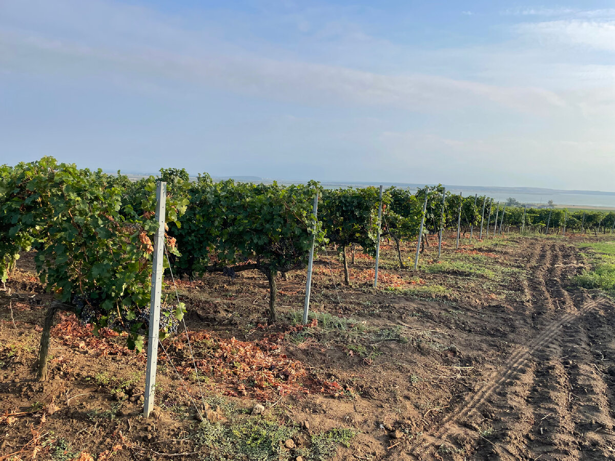 Таманские виноградники на берегу Ахтанизовского лимана