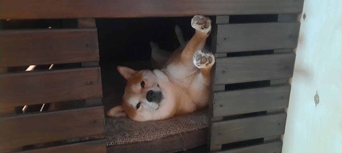 Довольный Симбасик с чистыми лапками.