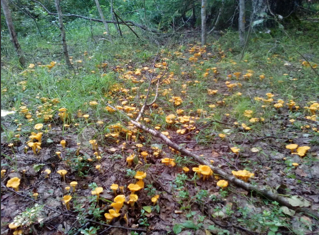 Яндекс коллекции